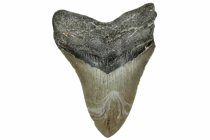 Fossil Megalodon Tooth - North Carolina #328267